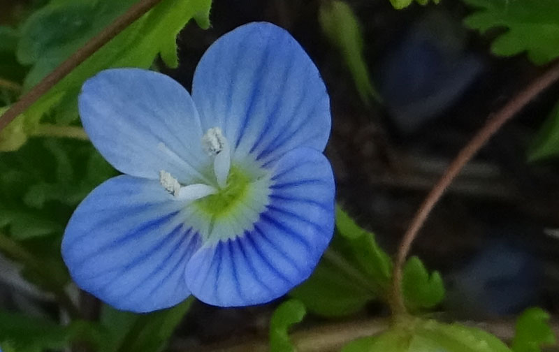 Veronica persica / Veronica di Persia